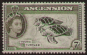 turtles